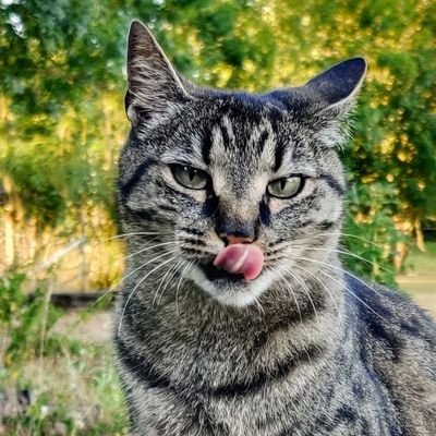 /Bensuperpc/infrastructure/raw/commit/591eb61c40d1ac352f055652b35375f9ac7a3992/infrastructure/services/homepage/image/daisy.jpg